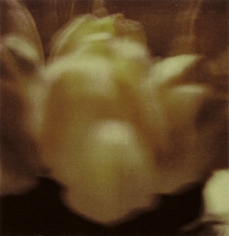 Twombly, Tulip 10