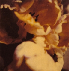 Twombly, Tulip 2