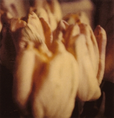 Twombly, Tulip 9