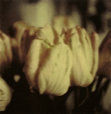 Twombly, Tulip 3
