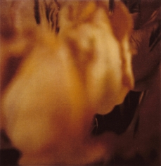 Twombly, Tulip 5