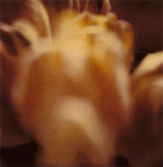 Twombly, Tulip 7